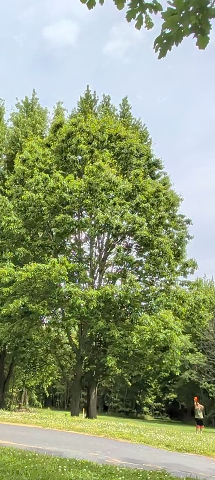 Antenna wire going up into a tree at Trail Creek