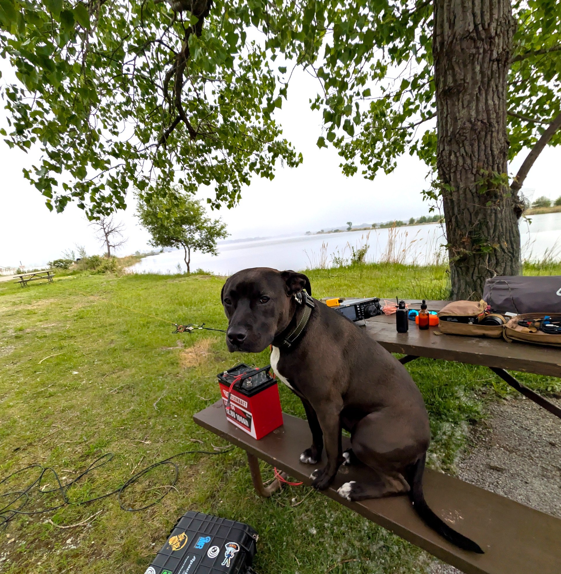 The dog supervising the station at Wolf Lake, LiFePO4 battery and FT-991A visible, Wolf Lake in the background